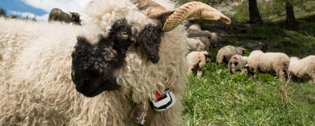 Bild: Mit dem «Alptracker» können Schafe auf der Alp geortet und überwacht werden.