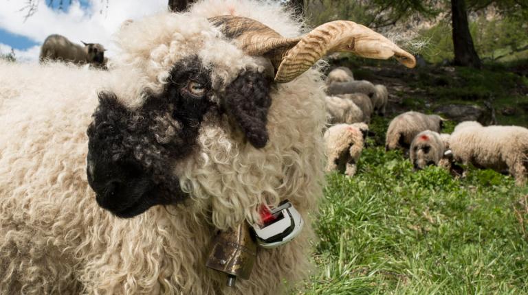 Bild: Mit dem «Alptracker» können Schafe auf der Alp geortet und überwacht werden.
